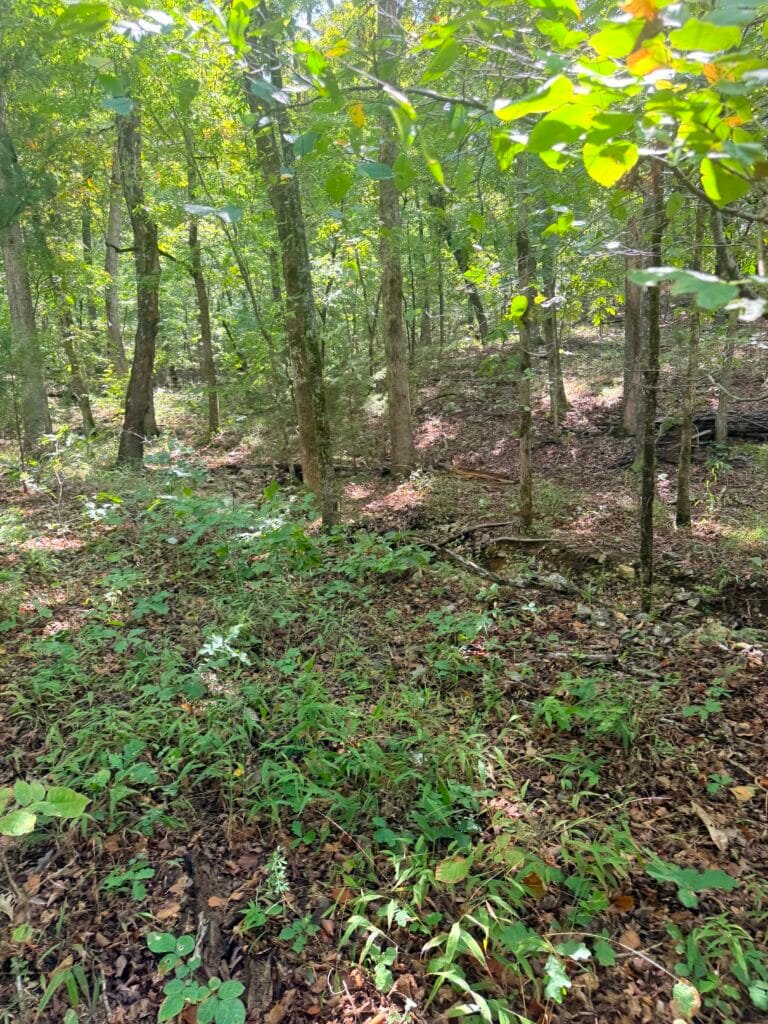 Two Adjacent Wooded 0.34 Acres with Road Access $125/mo ! - photo 6
