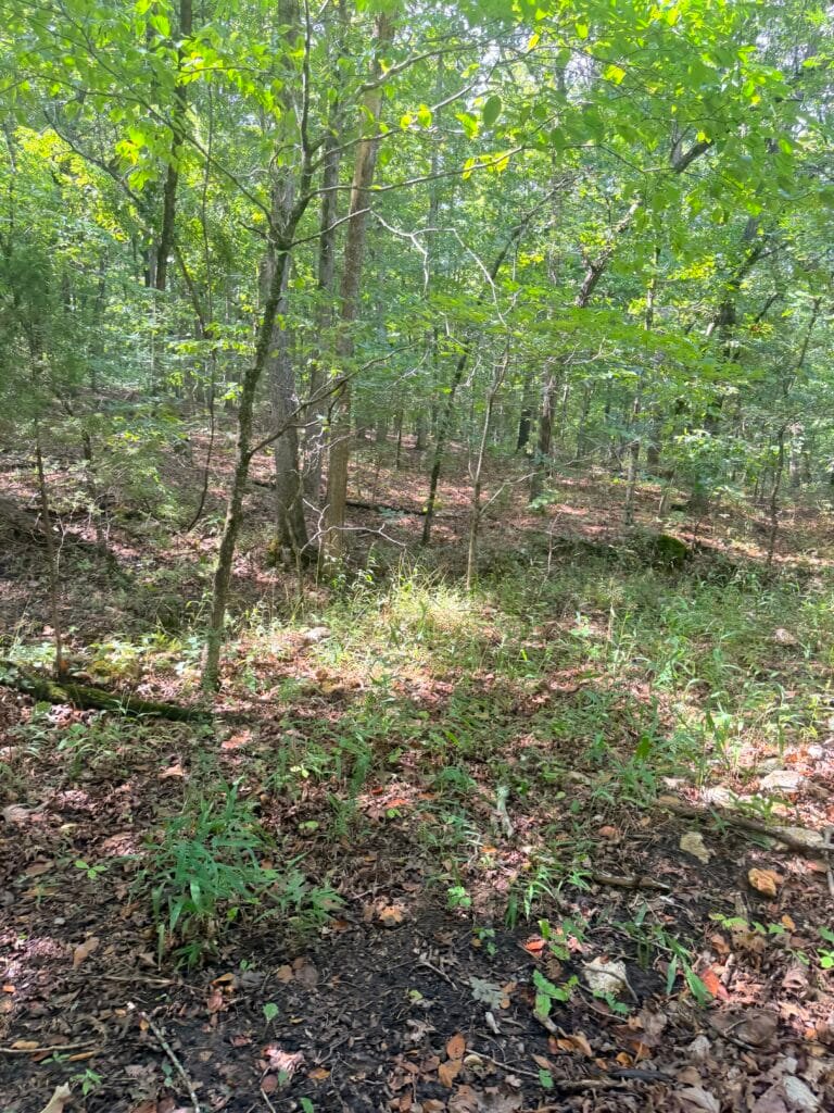 Two Adjacent Wooded 0.34 Acres with Road Access $125/mo ! - photo 7