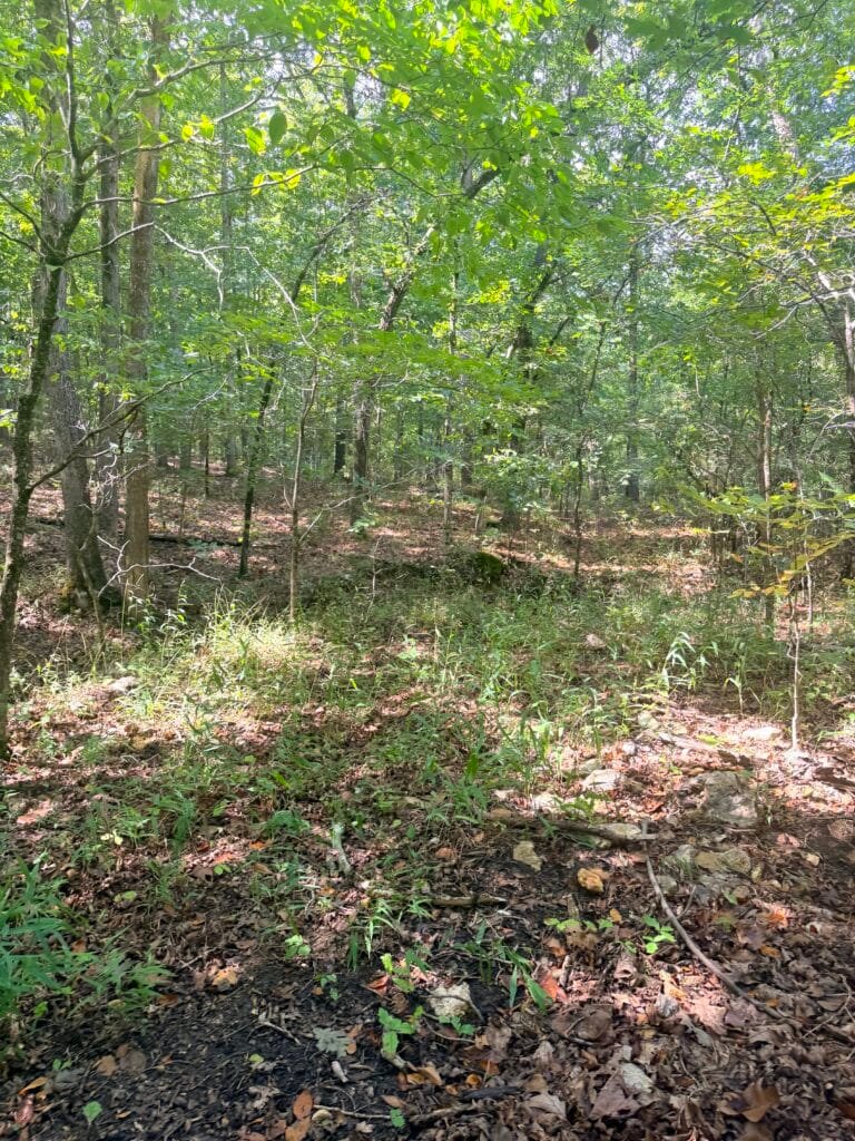 Two Adjacent Wooded 0.34 Acres with Road Access $125/mo ! - photo 8