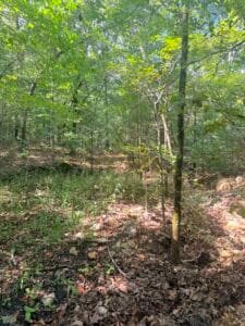 0.34 acre land for sale in Williford, Arkansas - photo 9