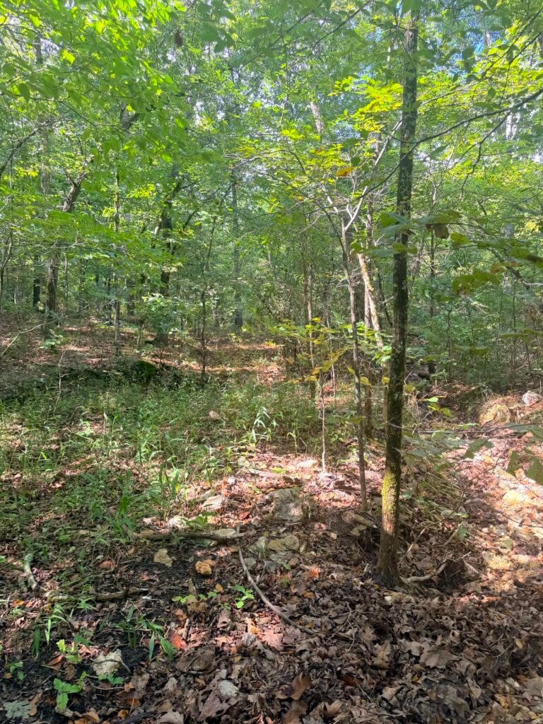 Two Adjacent Wooded 0.34 Acres with Road Access $125/mo ! - photo 9