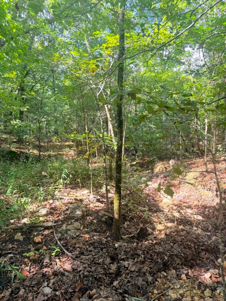 Two Adjacent Wooded 0.34 Acres with Road Access $125/mo ! - photo 10