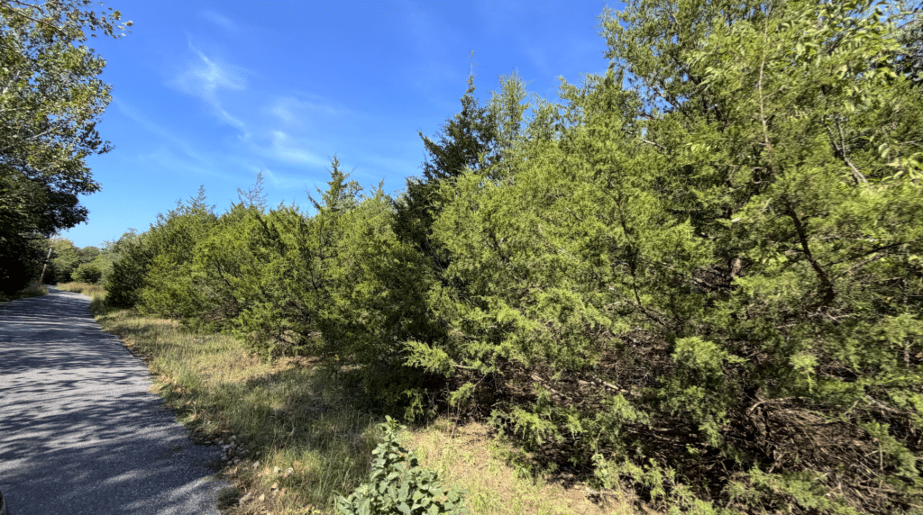 3.81 Acres Wooded with Power in Gated Community for $225/mo! - photo 7