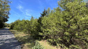 3.8 acre land for sale in Edwards, Missouri - photo 7