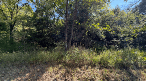 4.23 acre land for sale in Edwards, Missouri - photo 3