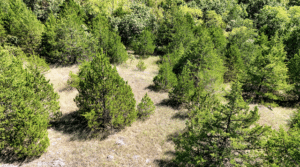 2.8 acre land for sale in Edwards, Missouri - photo 4