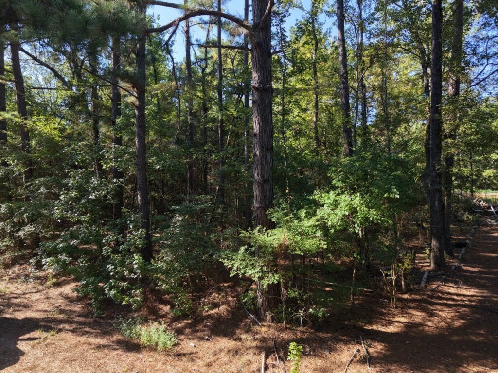 0.22 Acres in Cherokee County, Texas – Bullard, Owner Financed - photo 5