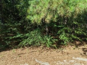 0.22 acre land for sale in Bullard, Texas - photo 4