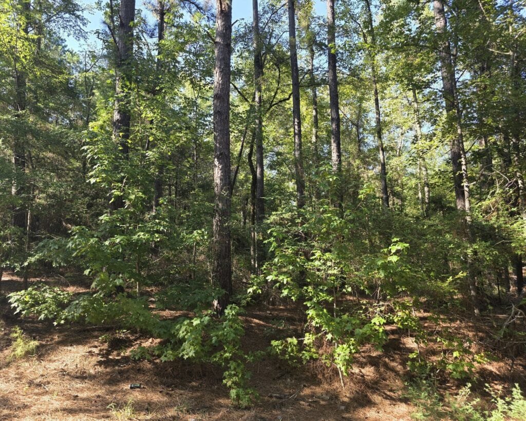 0.22 Acres in Cherokee County, Texas – Bullard, Owner Financed - photo 3