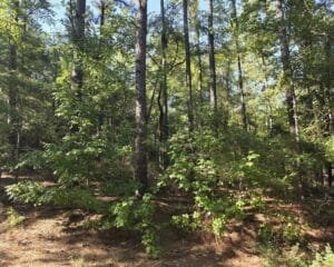 0.22 acre land for sale in Bullard, Texas - photo 3