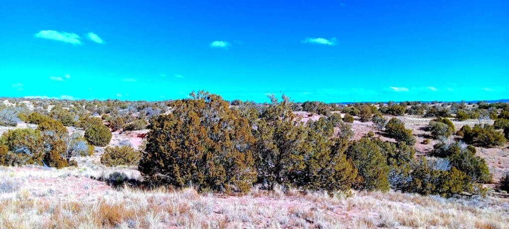 Unrestricted 2 Acres to Build, Camp, & Mobile Home for $99 Down! - photo 7