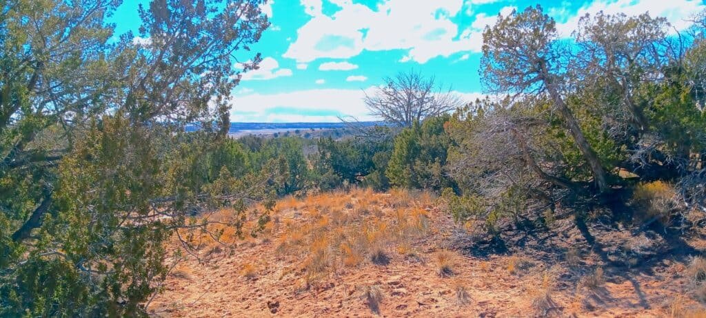 Unrestricted 2 Acres to Build, Camp, & Mobile Home for $99 Down! - photo 8