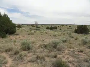 1.15 acre land for sale in Sanders, Arizona - photo 1