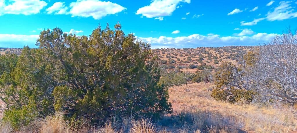 Unrestricted 2 Acres to Build, Camp, & Mobile Home for $99 Down! - photo 10
