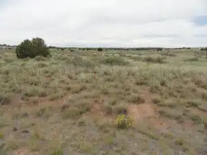 1.15 acre land for sale in Sanders, Arizona - photo 8