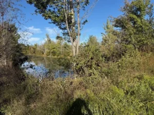 13.1 acre land for sale in Hardeman County, Tennessee - photo 2
