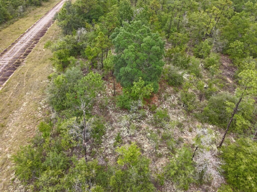 0.23-Acre Wooded Lot in Chipley, Florida — Just $179/mo Owner Financing - photo 1