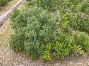 0.23 acre land for sale in Chipley, Florida - photo 3