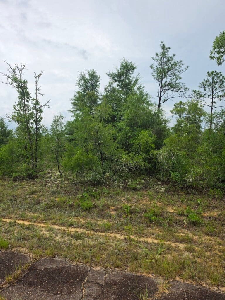 0.23-Acre Wooded Lot in Chipley, Florida — Just $179/mo Owner Financing - photo 6